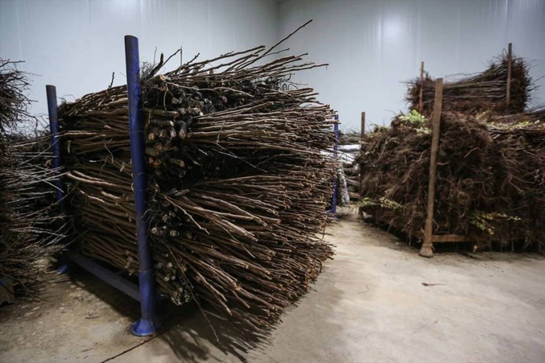 Yılda bir milyon meyve fidanı üretip ihraç ediyorlar: Elektrik bedava! Öyle bir sistem kurmuşlar ki paraya para demiyorlar 13